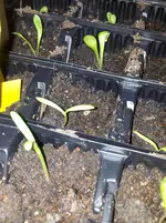 Kosmeen u Mittagsgold 24. Feb.webp