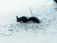 Eichhörnchen_8437.webp