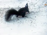 Eichhörnchen_8435.webp
