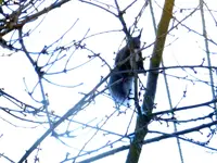 Eichhörnchen_8441.webp