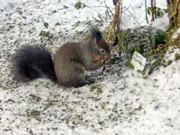 Eichhörnchen_8468.webp