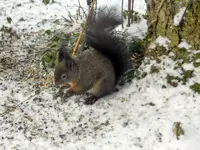 Eichhörnchen_8480.webp