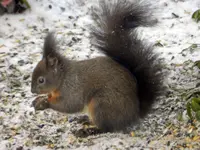 Eichhörnchen_8511.webp