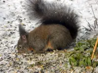 Eichhörnchen_8515.webp