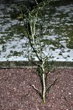 264.webp