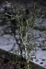 265.webp