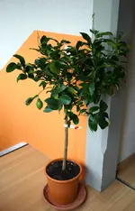 comp_DSC01034.webp comp_DSC01034.webp