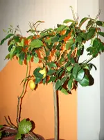 comp_DSC02035.webp comp_DSC02035.webp