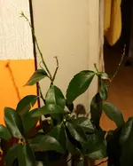 comp_DSC02034.webp comp_DSC02034.webp