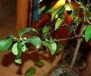 comp_DSC02033.webp comp_DSC02033.webp