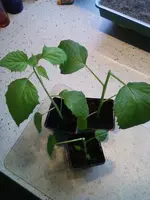 TomatilloI25_2_13.webp