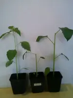 TomatilloII25_2_13.webp
