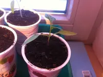 paprika giant.webp
