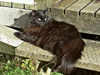 Copy of Unsere Lisa v (1).webp