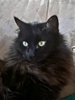 Unsere Lisa v.webp