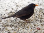 Amsel-Hahn_8543.JPG