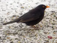 Amsel-Hahn_8543.webp