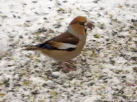 Kernbeißer_8539.webp