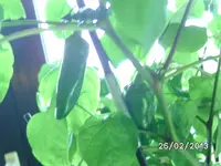 Goria 2.webp