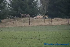 comp_DSC09069.webp
