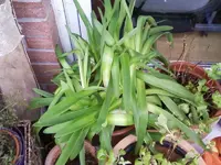 Agapanthus27_2_13.webp