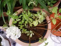 HortensieI27_2_13.webp