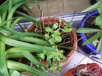 HortensieII27_2_13.webp