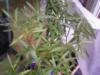 OleanderI27_2_13.webp