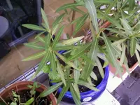OleanderII27_2_13.webp