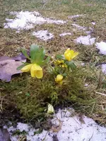 Winterlinge1_13.webp