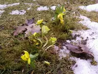Winterlinge2_13.webp