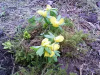 Winterlinge3_13.webp