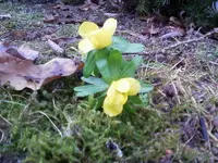 Winterlinge27_2_13.webp