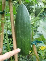 CIMG0455.webp