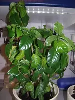2013-02-27 Kaffe groß.webp