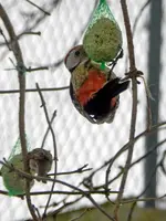 Buntspecht-Herr-Spatz_8605.webp
