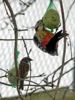 Buntspecht-Herr-Spatz_8608.webp