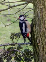 Buntspecht Herr_7399.webp