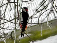 Buntspecht-Herr_281.webp
