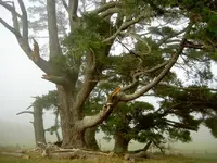 Morgenspaziergang (2).webp