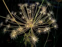 abgeblueht.webp