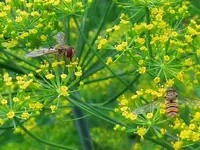 dscn9507_hf.webp