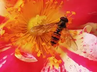 dscn9663_hf.webp