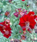 55 BotGart6 (2)geschn_hf.webp