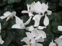 Bild 7058.webp