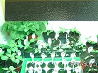 Growbox vorher hinten.webp
