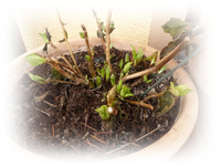 Hortensia.webp
