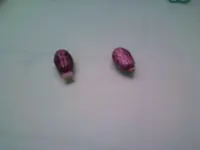 Ricinussaat.webp