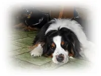 Branko&Deymon.webp