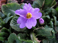 primel 01.03.13.webp